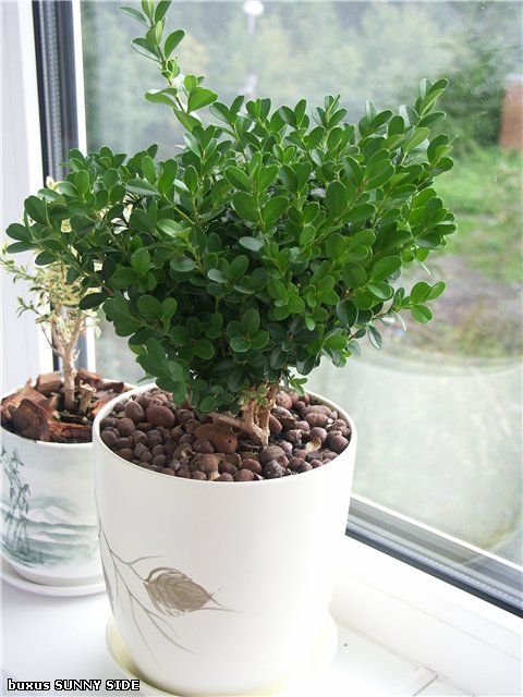 Стрижка самшита. Самшит цветок комнатный. Boxwood topiary. Самшит можно ли выращивать дома. Самшит вечнозелёный маргината.