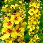Купить семена, растение - Коровяк обыкновенный, или Медвежье ухо, Царский Скипетр (Verbascum thapsus)