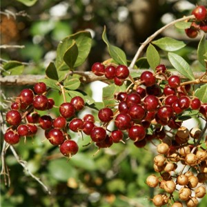 Koupit semena, rostlina - Lawsonia, henna (Lawsonia inermis)