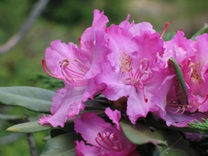Купить семена, растение &ndash; Рододендрон Смирнова (Rhododendron smirnowii)