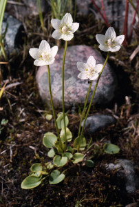 Koupit semena, zasadit - Bog Belozor (Parnassia palustris)