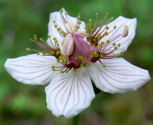Koupit semena, zasadit - Bog Belozor (Parnassia palustris)
