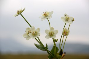 Koupit semena, zasadit - Bog Belozor (Parnassia palustris)