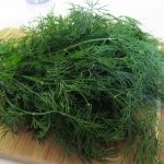 Купить семена – Укроп Мамонт