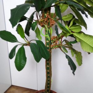 Koupit semena, zasadit – Euphorbia Leuconeura