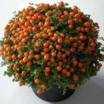 Купить семена, растение – Паслен комнатный (Solanum)