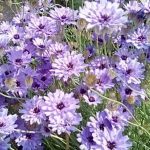 Купить семена – Катананхе Голубой Купидон (Catananche caerulea)
