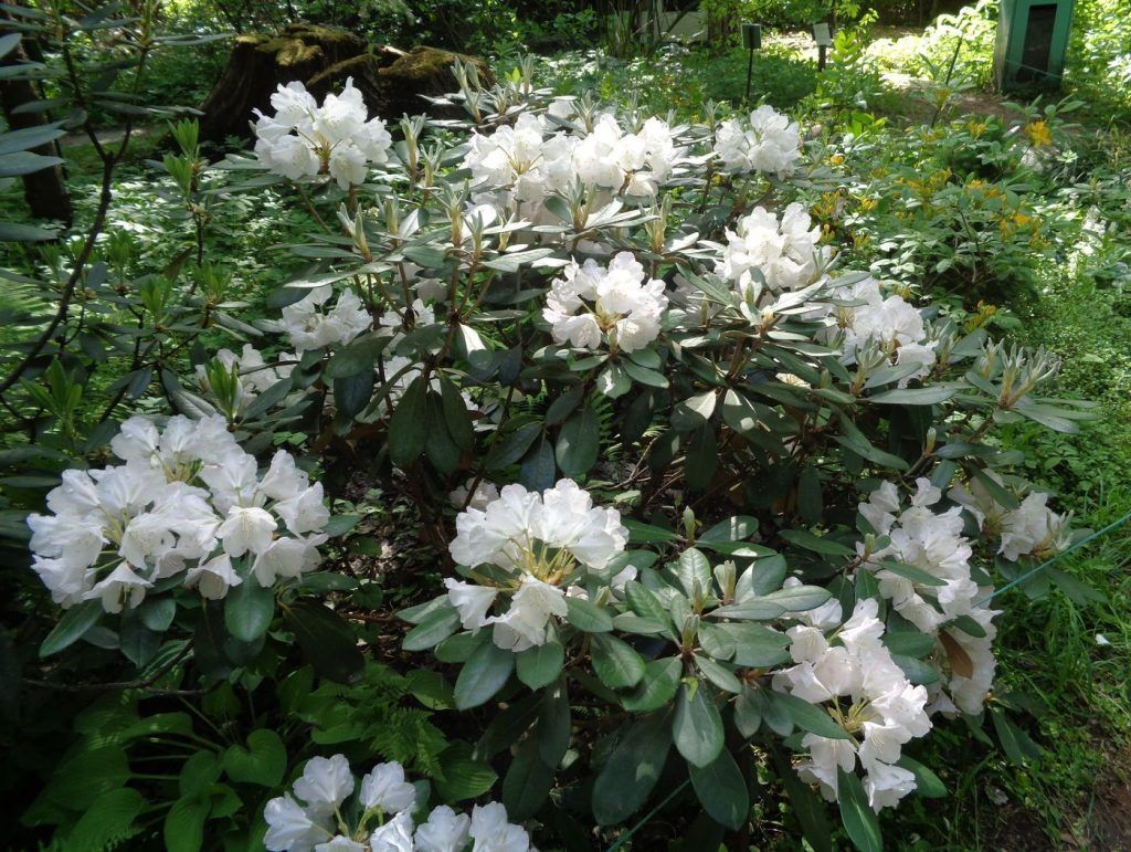 Купить семена – Рододендрон Короткоплодный (Rhododendron brachycarpum tigerstedtii)