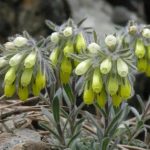 Купить семена – Оносма жёсткая (Onosma rigidum)
