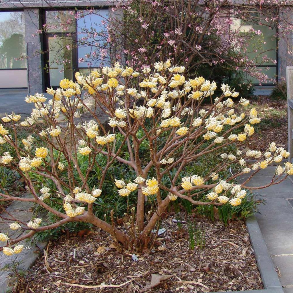 Купить семена – Эджвортия золотистоцветковая, Бумажный куст (Edgeworthia chrysantha)